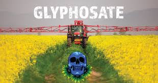 Glyphosate Detected in Human Semen at 4x Higher Concentrations than in the Blood